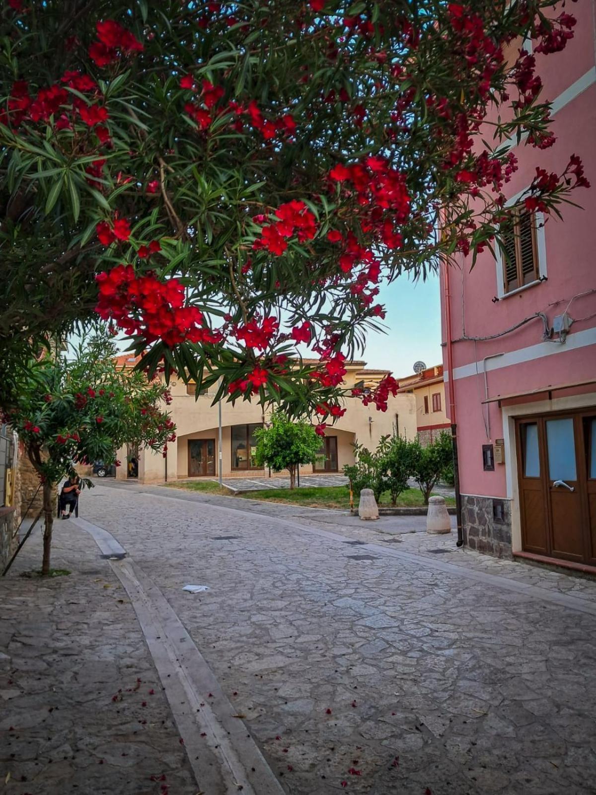 Appartamento La Coffa Agnone Cilento Eksteriør billede